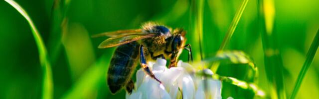Loodussõbralikud põllumajanduspraktikad mõjutavad kimalaste liigirikkust