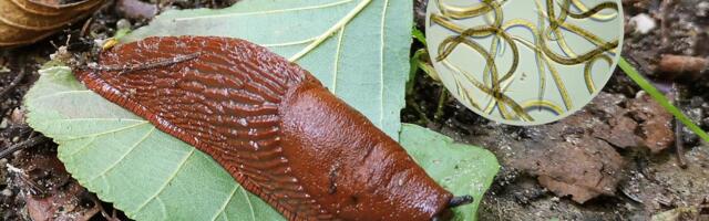 Toll pidas kinni 30 miljonit parasiiti, kes teetigusid tapma toodi