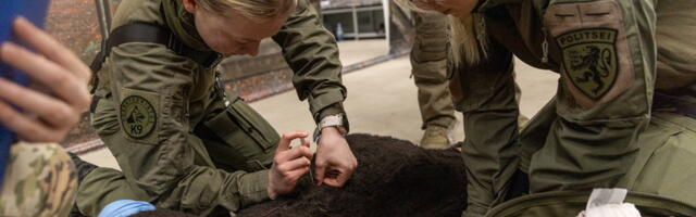 Teenistuskoerte juhid õppisid lahinguväljal viga saanud koertele esmaabi andma