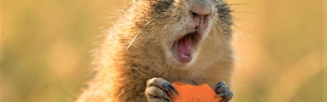 10. mai: Neitsi kõrvu jõuab kuulujutt, mis võib rivist välja viia, Sõnn ärgu peitku pead liiva alla