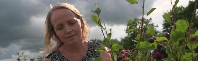 Perekond Parveots rajas Põlvamaale Eesti esimese saskatooni istanduse