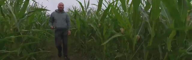 Maisipõllu labürindis saab end proovile panna