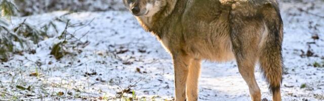 Keskkonnaamet tõstis juba hundi küttimise mahtu