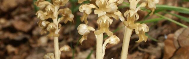 Aasta orhidee on pruunikas pesajuur