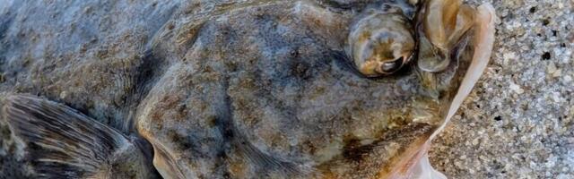 Keeleminutid. Aasta kala