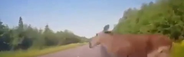 HÄIRIV VIDEO | Ettevaatust, põder sõiduteel! Vaata ehmatavat kokkupõrget loomaga