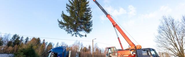 Paide jõulupuuks pakuti nelja kuuske