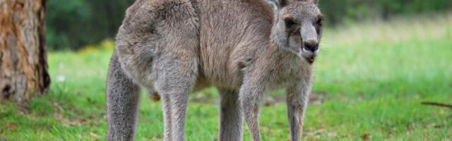 Ivo Linna mälumäng 230. Mis on kängurute kiiruse ja hüppekauguse rekordid?
