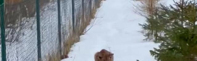 FOTOD ja VIDEO | Lastehoiu taga jalutas ringi julge ilves