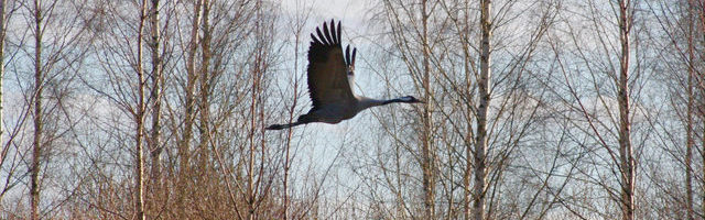 Hedvig Hanson: vangistus või vabadus?