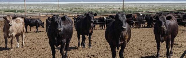 USA lihatööstus kõrgetest hindadest: harjuge ära