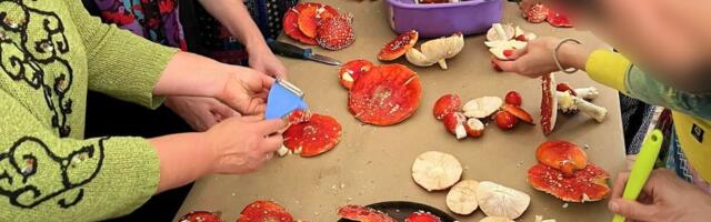 EKSPERIMENT | Punaseid kärbseseeni saab nii Keskturult kui „energiapuhastajast“ pereemalt: „Minu laps sööb iga päev ühe tüki“