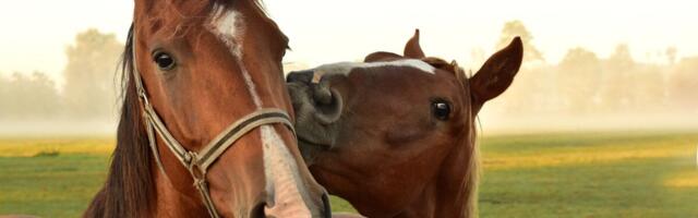 Maaülikooli biotehnoloogid aitavad sporthobustel saada järglasi kehaväliselt