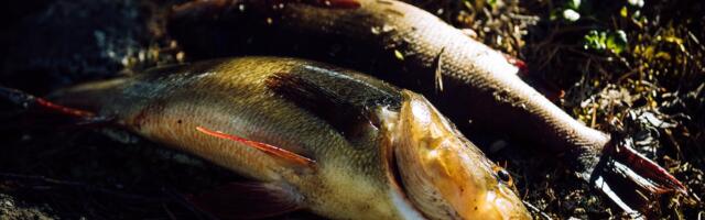 Kellest saab 2024. aasta kala?