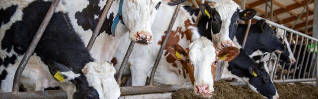 Väiketalude pidamine on muutunud pea võimatuks: hakka suurtootjaks või pane uksed kinni