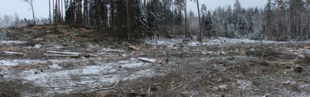 Soome: lageraie erametsades ainult eriloaga?