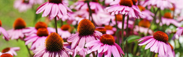 Apteeker: punane päevakübar on küll kasulik, kuid kõigile ei sobi