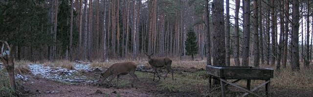 RMK hirvekaamera on tagasi: jälle saab reaalajas jälgida Saaremaa punahirvede tegemisi
