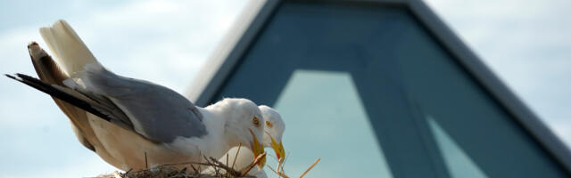 Pesitsushooaeg ei tule üllatusena, inimeste hooletus aga küll