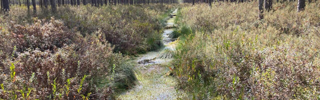 RMK plaanib parandada Meenikunno raba seisundit