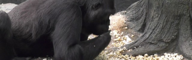 Reporter: Gorillad said rahvusvahelise popkornipäeva puhul plaksumaisi