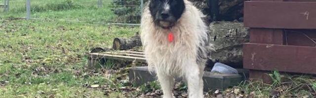 Reporter: Meie hulgast lahkus staarkoer Kalamaja Žorik