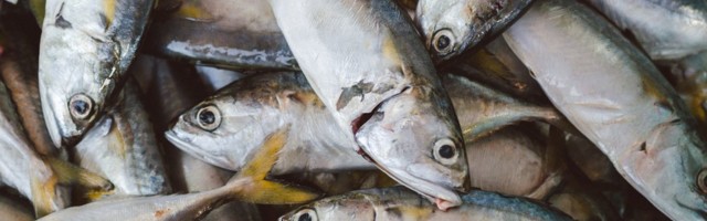 Uuring: enamikku Eestile olulisi Läänemere kalu on ohutu süüa