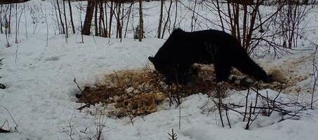 Karu käis soolakivi varastamas
