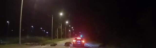 VIDEO | Suur ehmatus! Tallinna piiril jooksis autode ette kari metssigu