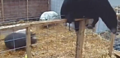 Lõbus video kahest seast, kes teevad karule kambaka