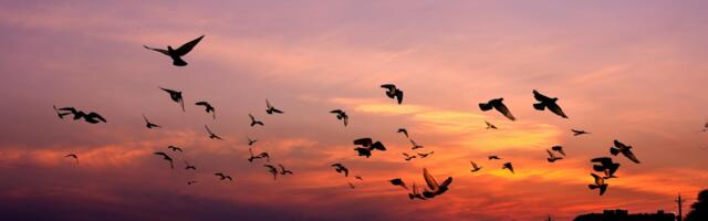 Uuring näitab ilutulestiku ränka mõju: linnud lahkuvad linnadest, õhureostus ületab oluliselt normaalse taseme