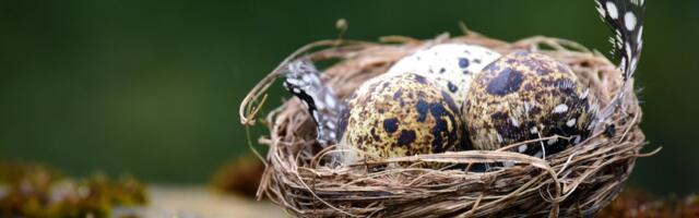 Metsafirmad nõuavad kohtus õigust lindude ohustamiseks pesitsusajal