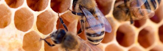 PTA tuvastas kolmest meest võõrsuhkruid