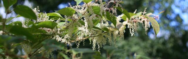 Ohtlike võõrliikide nimekiri täieneb 26 uue liigiga