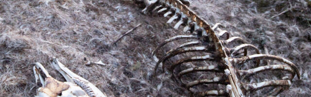 VANA KULD! Leppneemest leitud põdraskelett jõudis Loodusmuuseumi