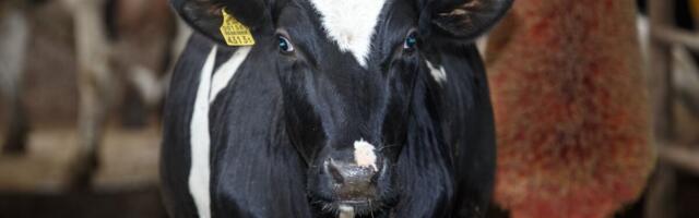 Algas loomapõhiste otsetoetuste taotluste vastuvõtt