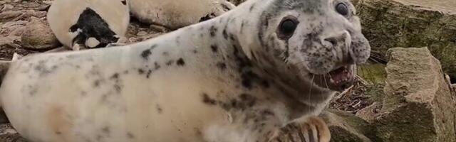 Teadlased saavad hüljeste tegevust tänu droonidele palju paremini uurida