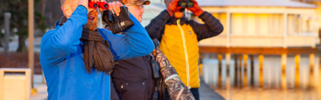 Haapsalu sai linnade linnuvaatlusel kolmanda koha