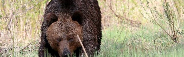 Eestis tohib sel aastal tappa 93 karu