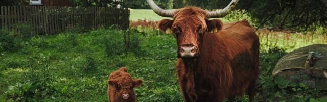 PÄEVAHOROSKOOP: pühapäev, 27. aprill