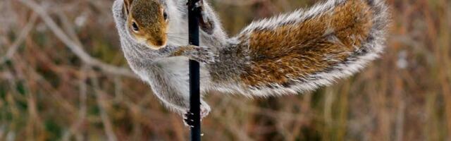 VANA VASK! Taavi Kotka juhtumi näitel oravate tegelikust olemusest