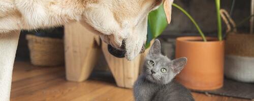 PTA on kontrollinud ligi 3000t sõjapõgenikuga kaasas olnud lemmiklooma