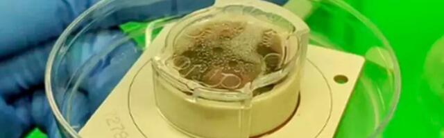 Laboris kasvanud närvirakud õppisid videomängu mängima