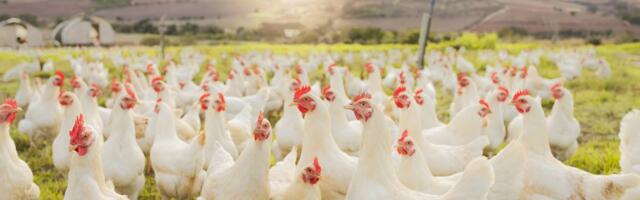 Hillar Padu: Kaja Kallasele on tehtud tõeliselt inetu kanakarja kambakas. Ja kaagutajate reiting kerkis taevasse!