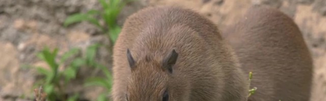 Reporter: Berliini loomaaias tehti ajalugu! Sündis kolm veesiga