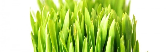 Muru hooldamine ja rajamine sügisel