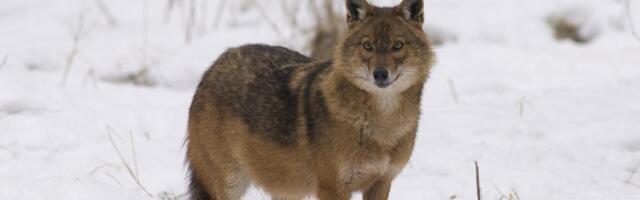 FOTO | Šaakali jõudmine Hiiumaale leidis kurval moel kinnitust