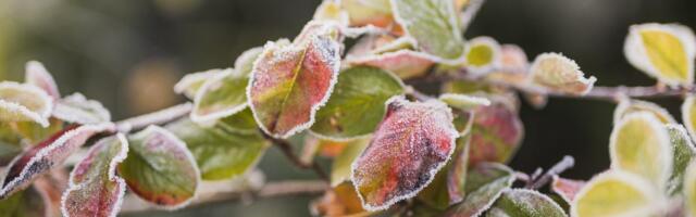 SEPTEMBRI ILM | Esimesed öökülmad saabuvad tänavu varakult