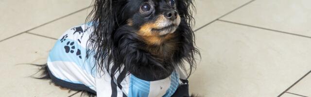 Koeramaks turistidele? Miks ka mitte, Itaalias varsti on