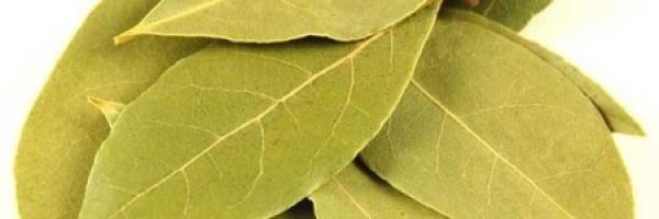 Loorber pole ainult maitsetaim.